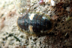 Ischnochiton smaragdinus