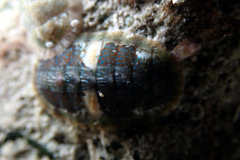 Ischnochiton smaragdinus