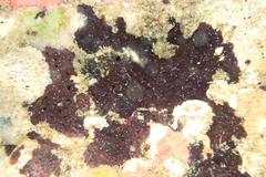 Chelonaplysilla violacea