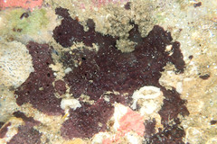 Chelonaplysilla violacea