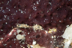 Chelonaplysilla violacea