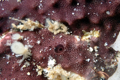 Chelonaplysilla violacea