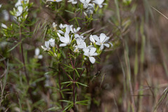 Leptosiphon floribundus