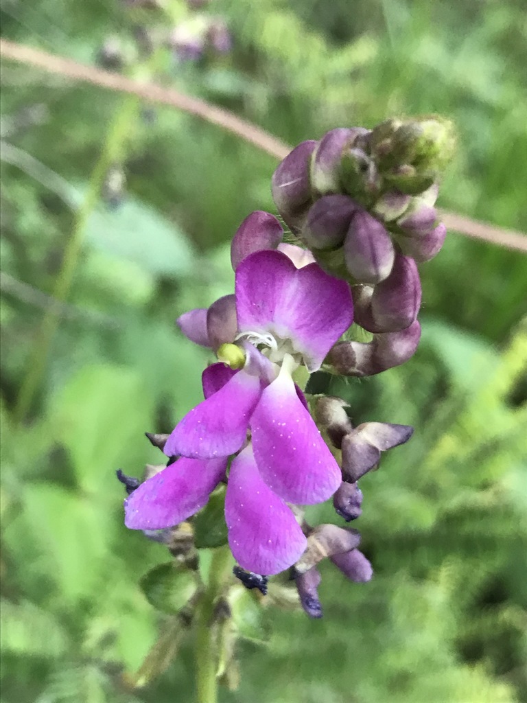 Phaseolus vulcanicus