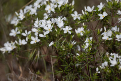 Leptosiphon floribundus