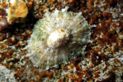 Siphonaria zelandica