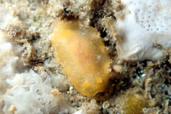 Doriopsilla carneola