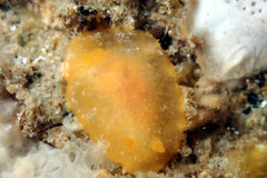 Doriopsilla carneola