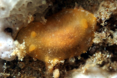 Doriopsilla carneola