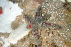 Allostichaster polyplax