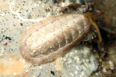 Ischnochiton cariosus