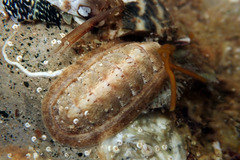 Ischnochiton cariosus