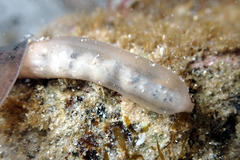 Leptosynapta dolabrifera