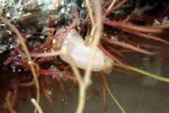 Leptosynapta dolabrifera