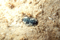 Ischnochiton smaragdinus