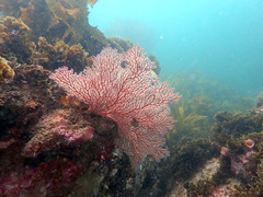 Melithaea zimmeri