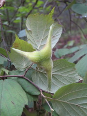 Corylus sieboldiana mandshurica