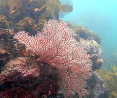 Melithaea zimmeri