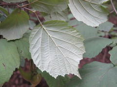 Corylus sieboldiana mandshurica
