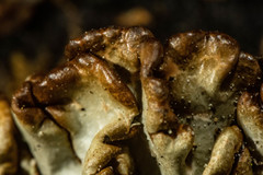 Hypogymnia austerodes