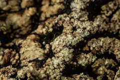 Hypogymnia austerodes