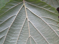 Corylus sieboldiana mandshurica