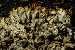 Hypogymnia austerodes