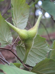 Corylus sieboldiana mandshurica