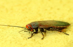 Oxyhaloa deusta