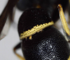 Winterschmidtiidae