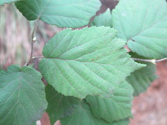 Corylus sieboldiana mandshurica