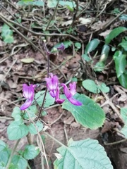 Equilabium petiolare