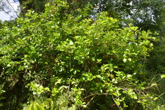 Gymnosporia thompsonii