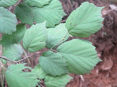 Corylus sieboldiana mandshurica