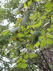 Corylus sieboldiana mandshurica