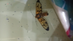 Amata grotei