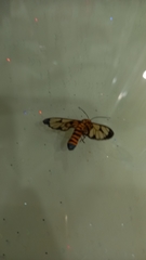 Amata grotei