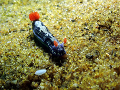 Hypselodoris saintvincentius