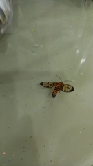 Amata grotei