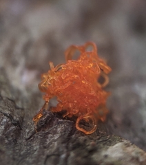 Quaternaria quaternata