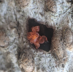 Quaternaria quaternata