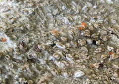 Quaternaria quaternata