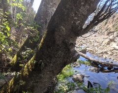 Quaternaria quaternata