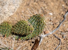 Opuntia polyacantha erinacea