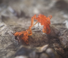 Quaternaria quaternata