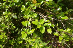 Gymnosporia thompsonii