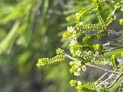 Micromyrtus littoralis