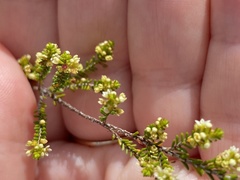 Micromyrtus littoralis