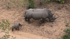 White Rhinoceros photo 5