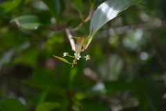 Gymnosporia thompsonii